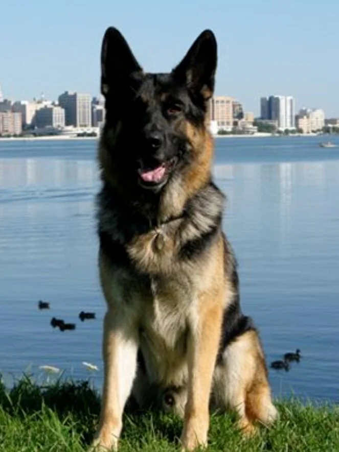 Animal Officer Memorials Memorial Pet Services