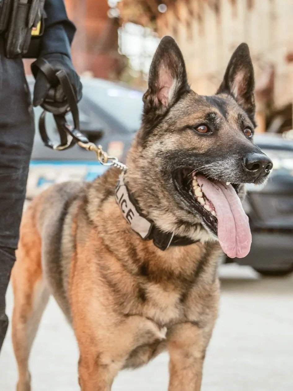 K9 Fred, Janesville PD