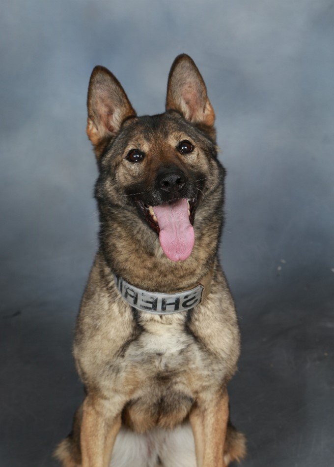 K9 Sasha, Rock County PD