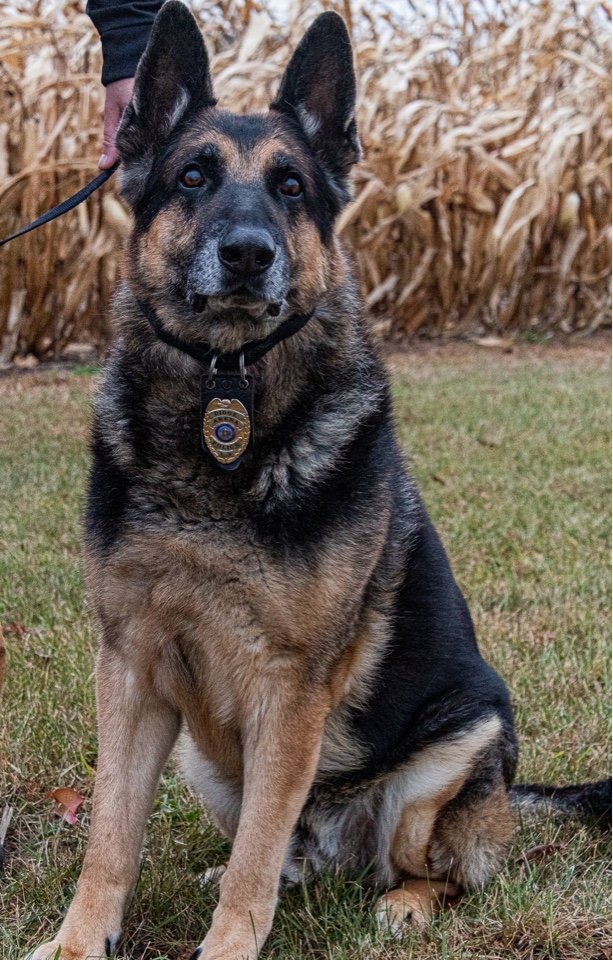K9 Dioge, Arena PD