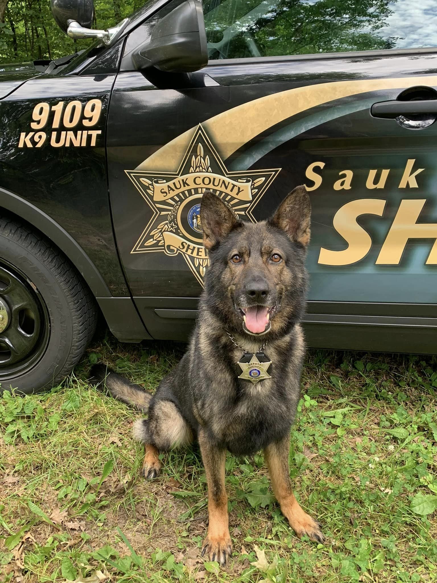  K9 Fedor, Sauk Co. Sherriff's