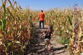 corn maze.jpg