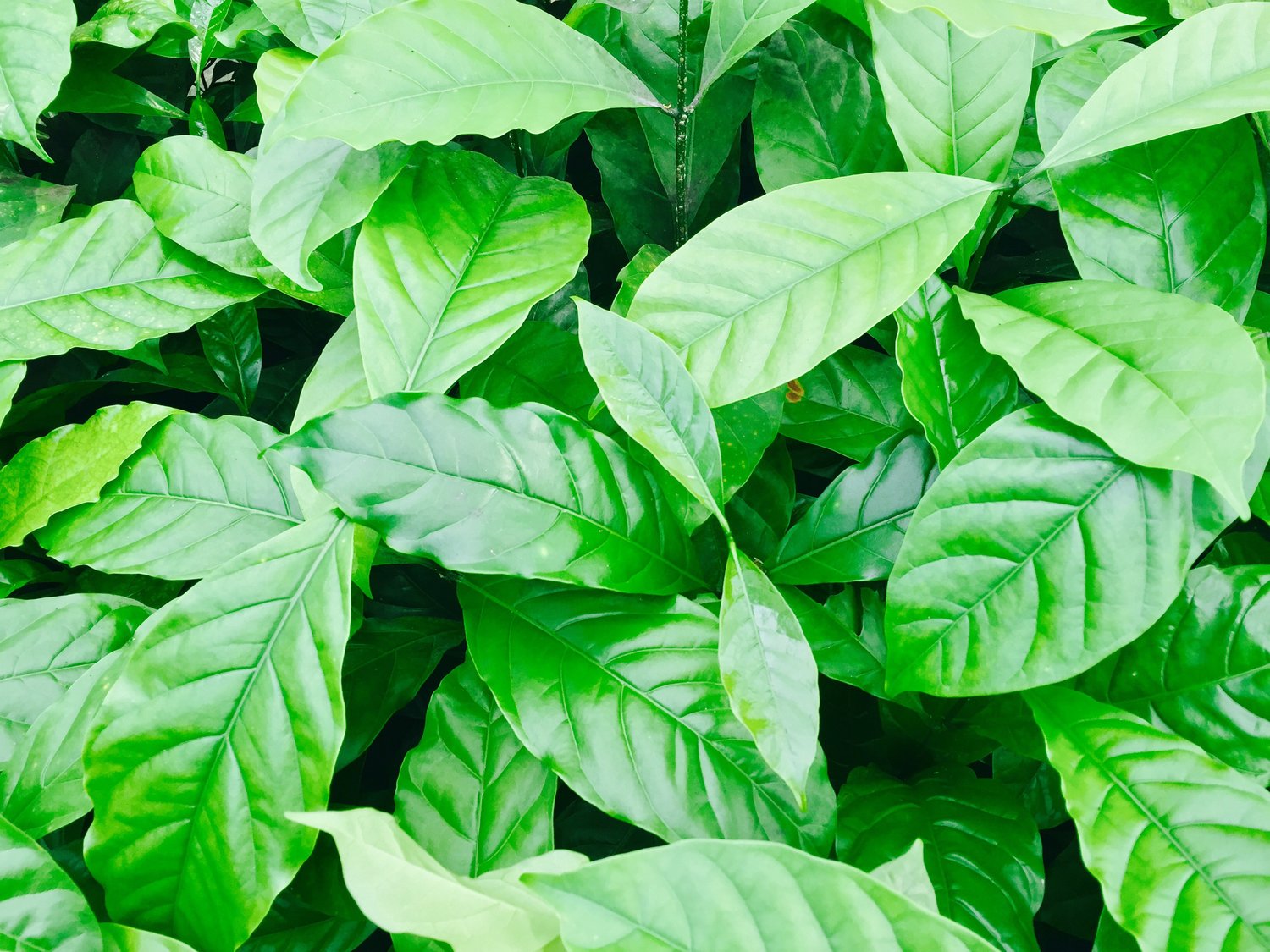 Coffee-Leaves-Close-up