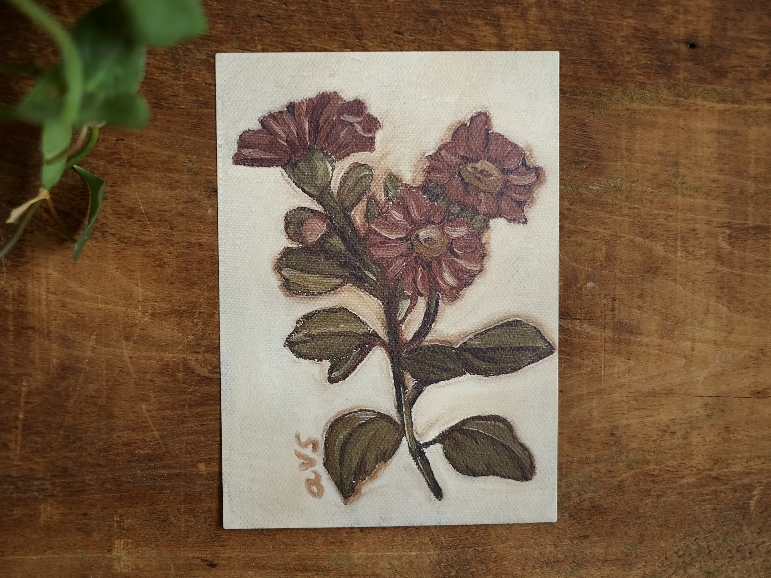 September (Aster), 5x7 Fine Art Print