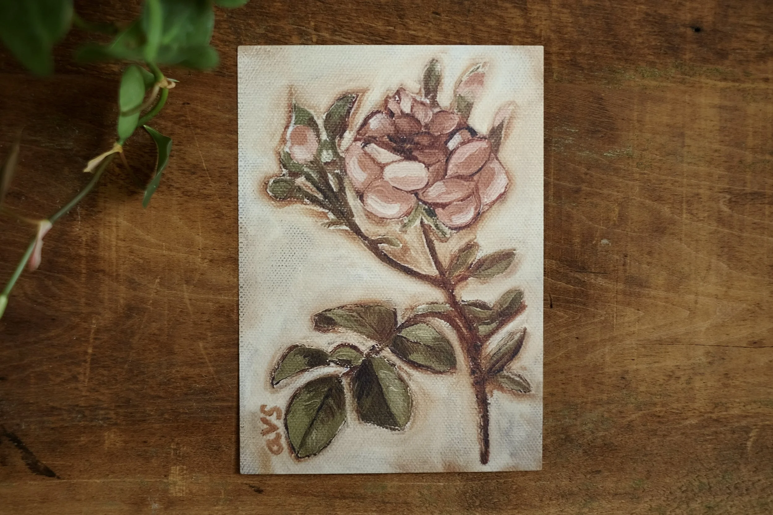 June (Rose), 5x7 Fine Art Print