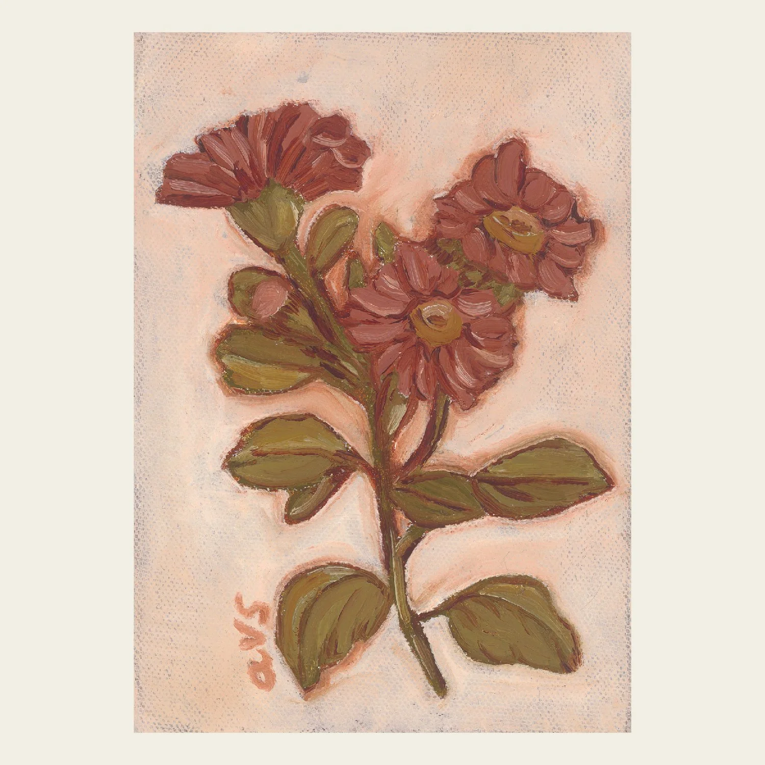 Aster-01.jpg
