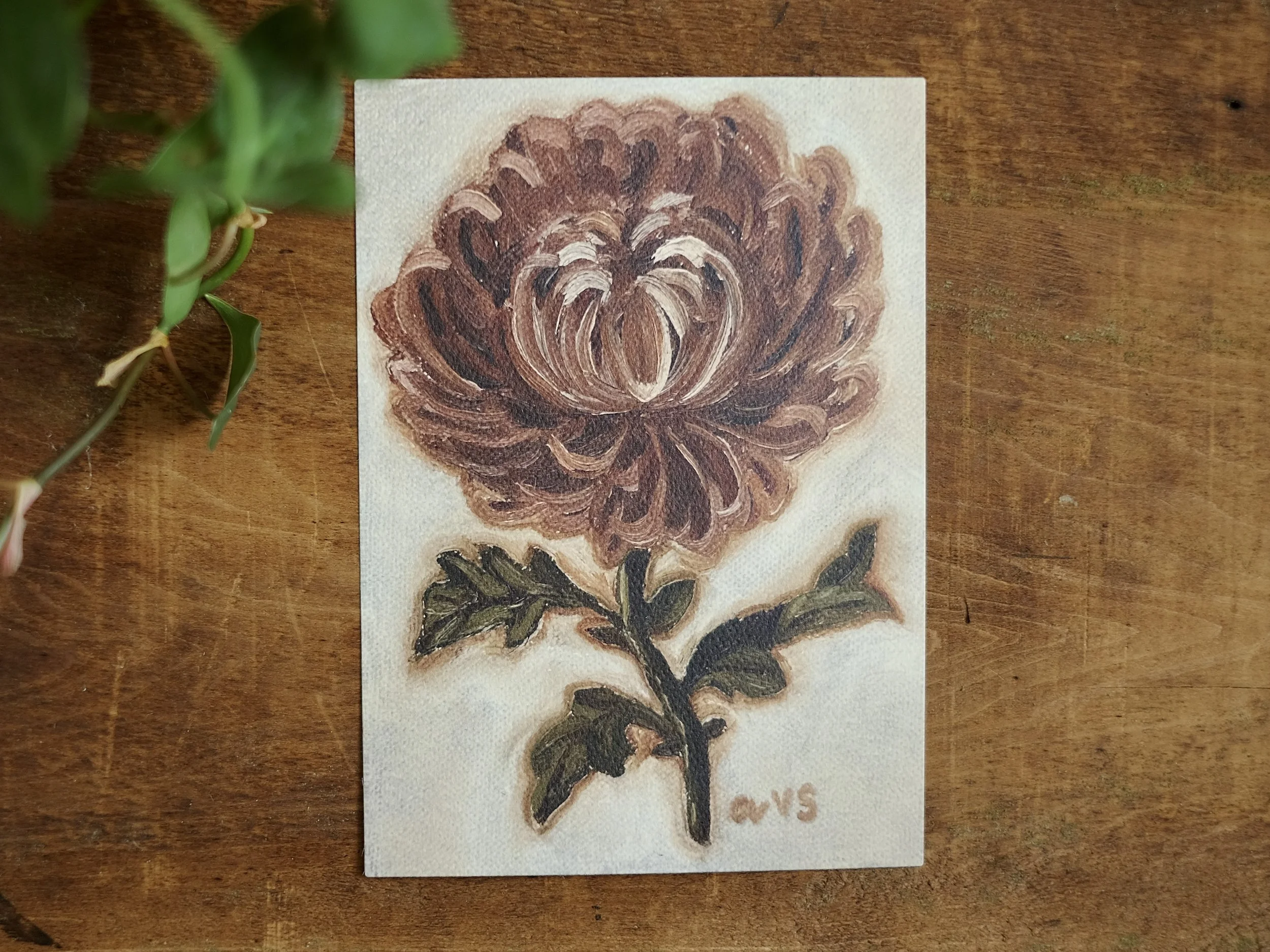 November (Chrysanthemum), 5x7 Fine Art Print