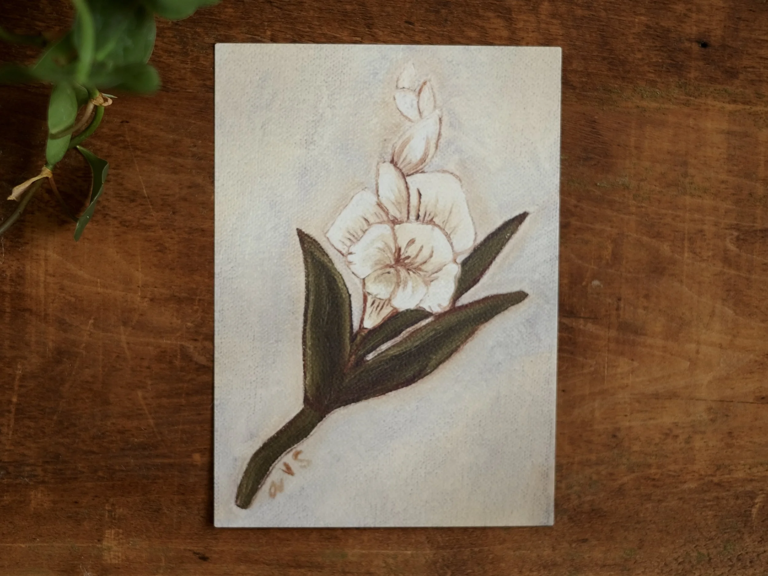 August (Gladiolus), 5x7 Fine Art Print