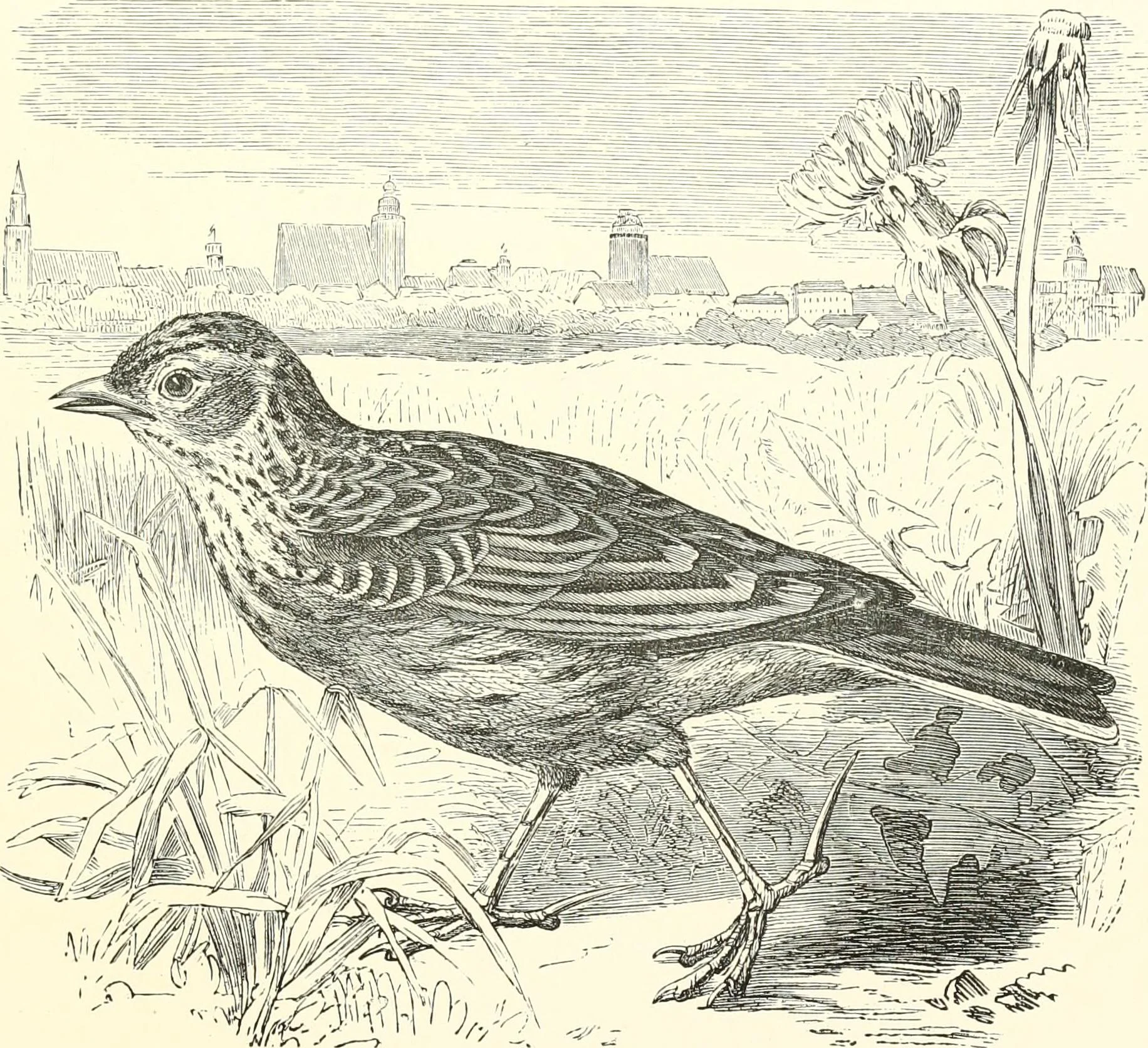 Stories_about_birds_of_land_and_water_(1874)_(14748513764).jpg