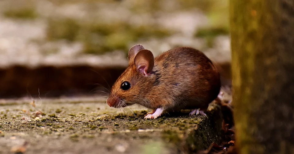 wood-mouse-3082922_960_720.jpg