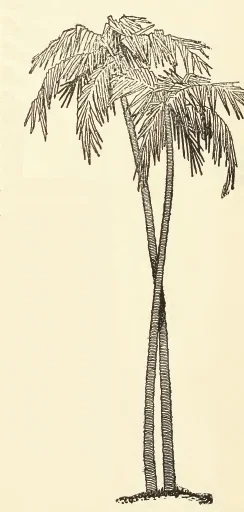 Tall_Palm_Tree_Drawing.jpg