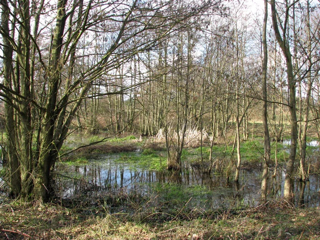 A_shallow_pond_-_geograph.org.uk_-_1190875.jpg