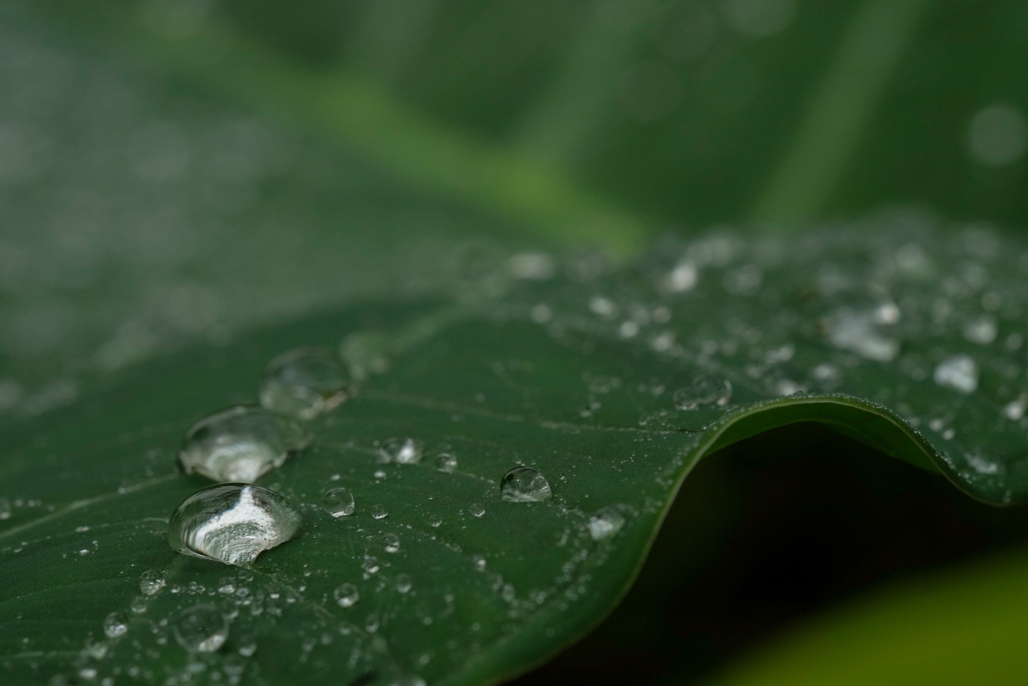 Water beads on a green leaf.