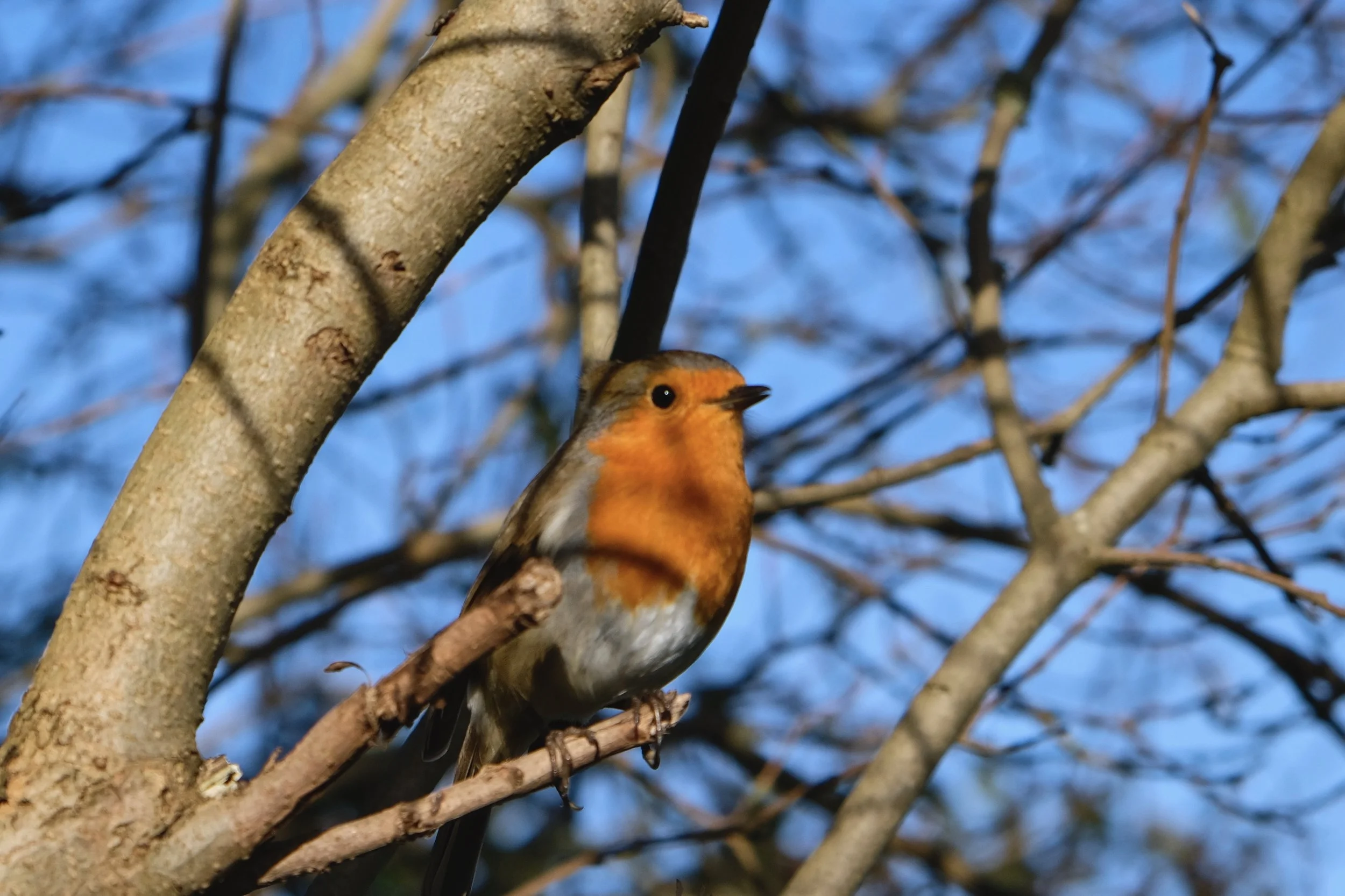 Robin (original) Camera: Fujifilm X-Pro2 Shutter speed: 1/1600 sec Aperture: f/5 ISO: 500 Photo: Kirk McElhearn