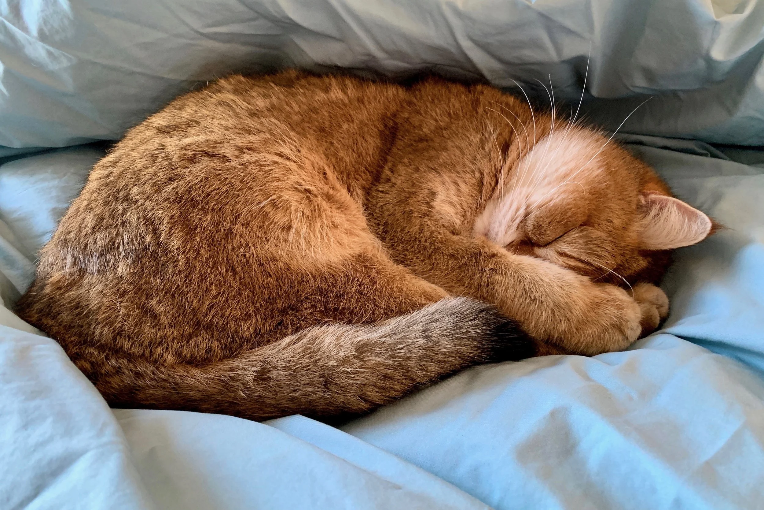 Titus Camera: iPhone XS Max Shutter speed: 1/48 sec Aperture: f/1.8 ISO: 400 Photo: Kirk McElhearn