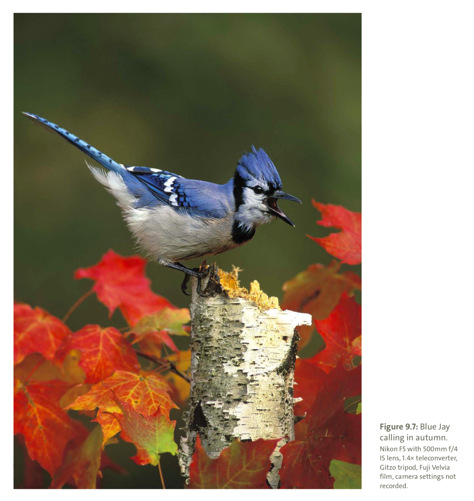 Figure 9.7 from Mastering Bird Photography Photo: Marie Read