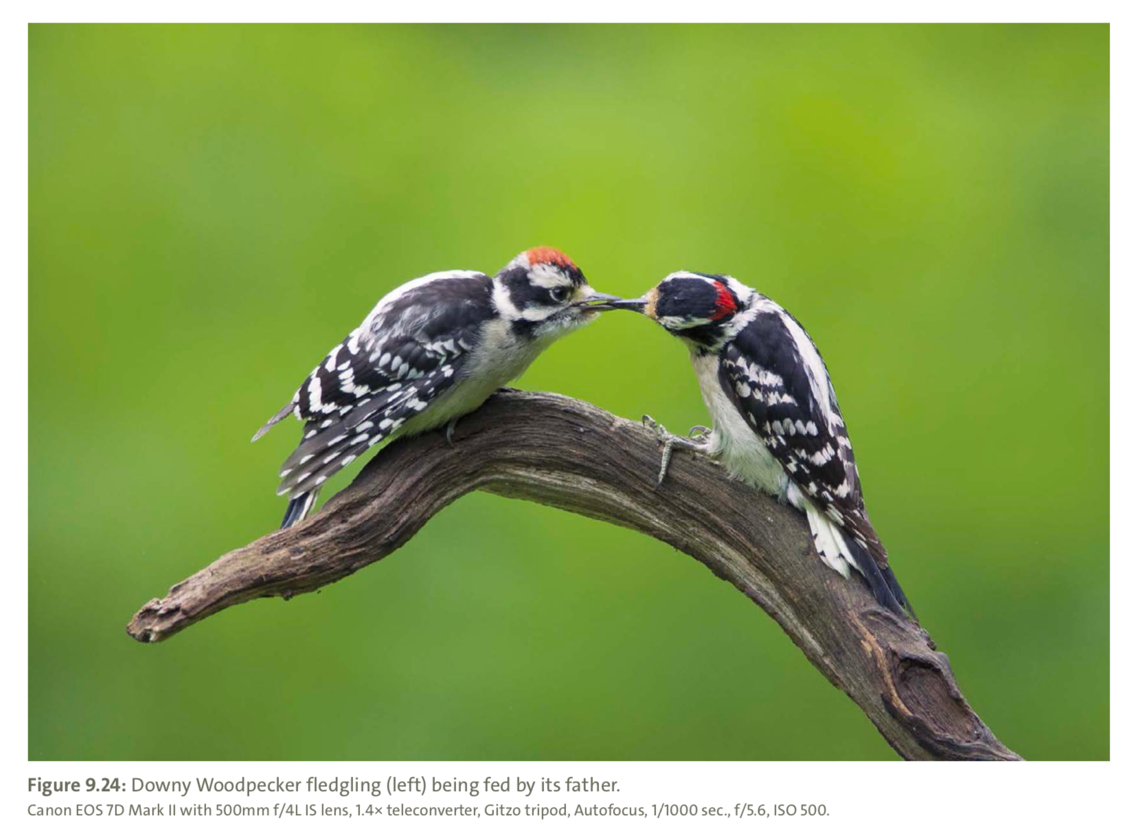 Figure 9.24 from Mastering Bird Photography Photo: Marie Read