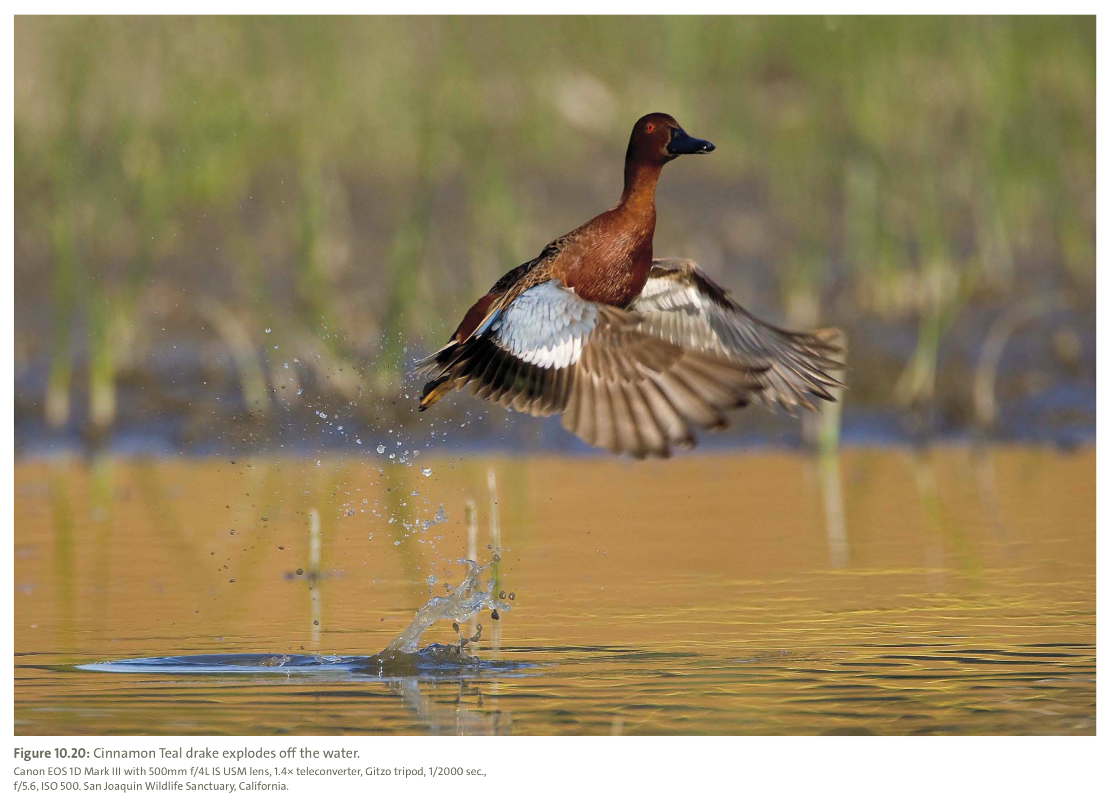 Figure 10.20 from Mastering Bird Photography Photo: Marie Read