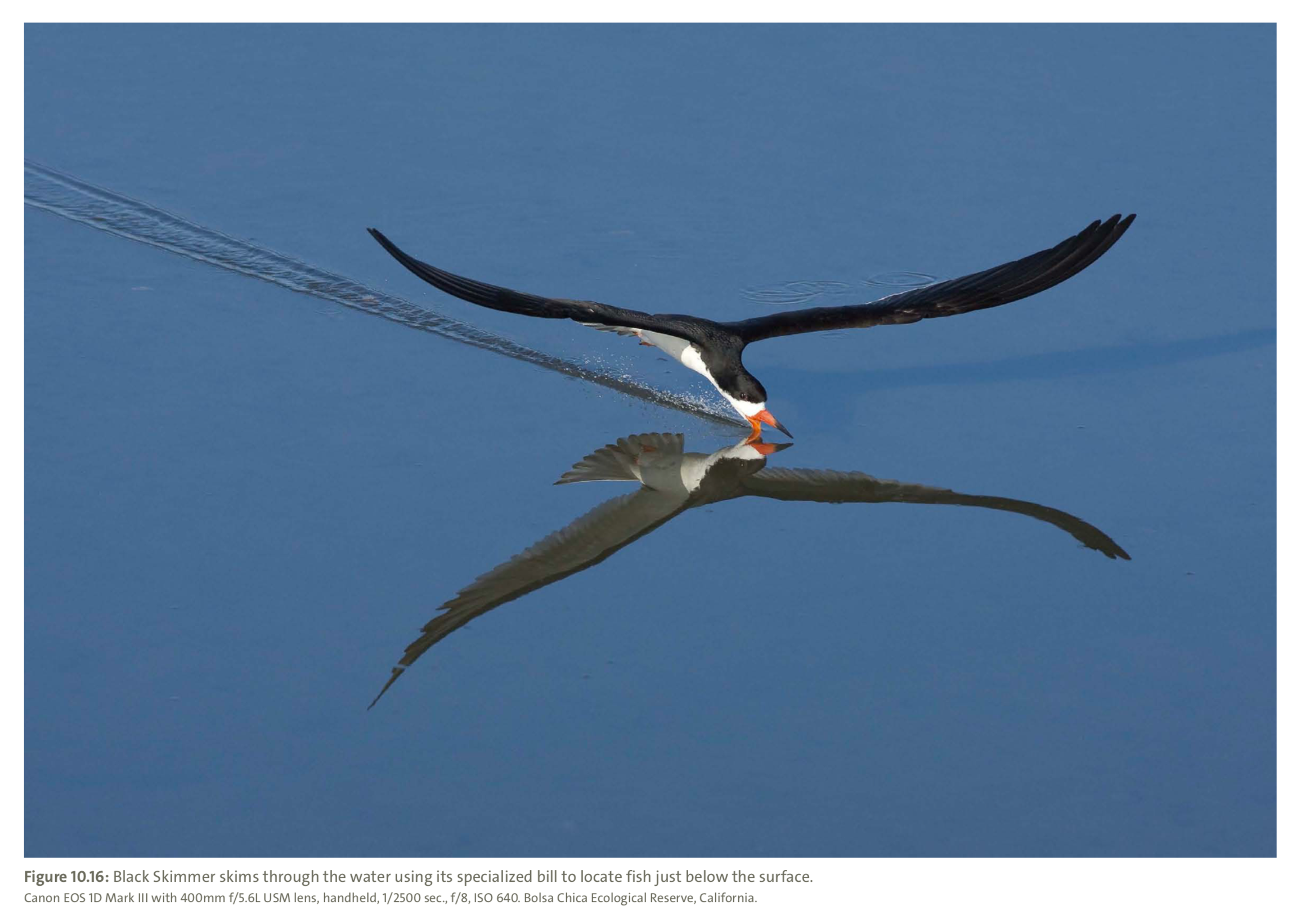 Figure 10.16 from Mastering Bird Photography Photo: Marie Read