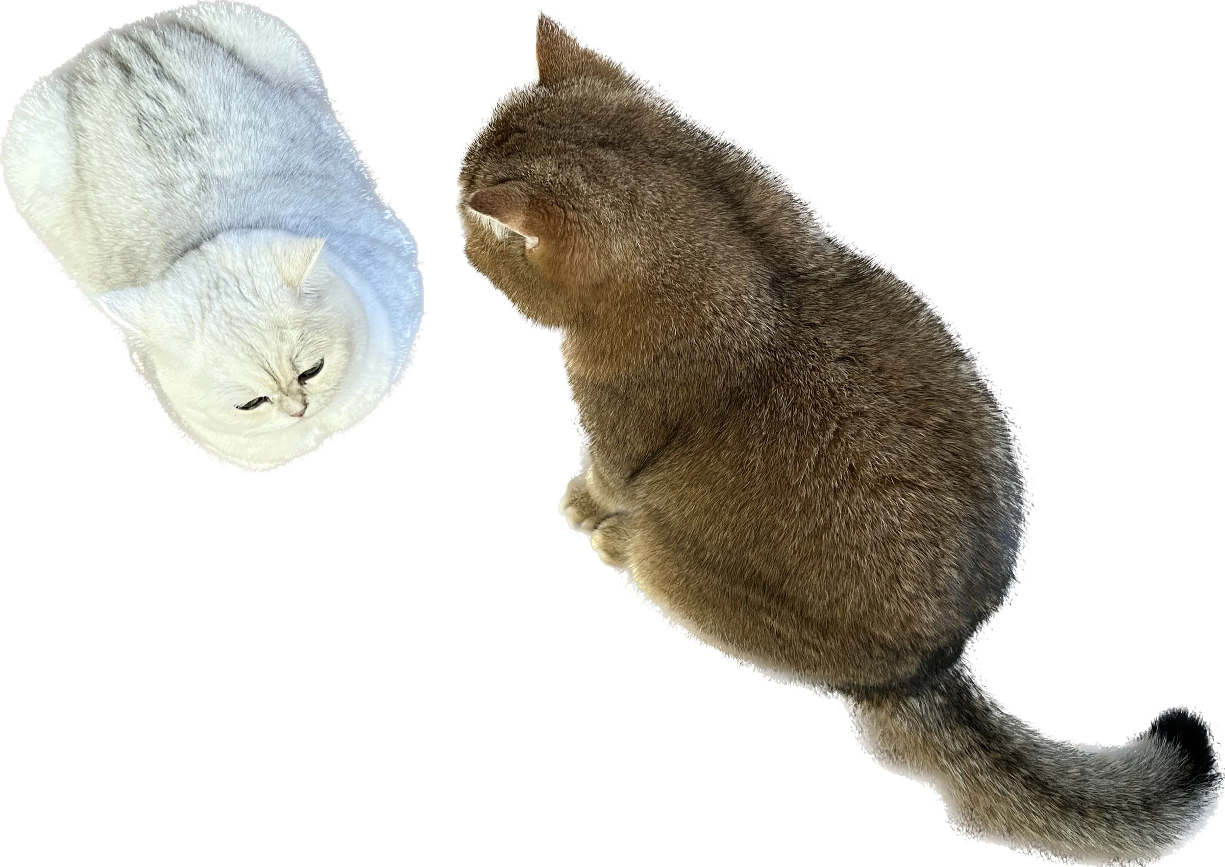 Episode 130: Apple Photos Little-Known Features