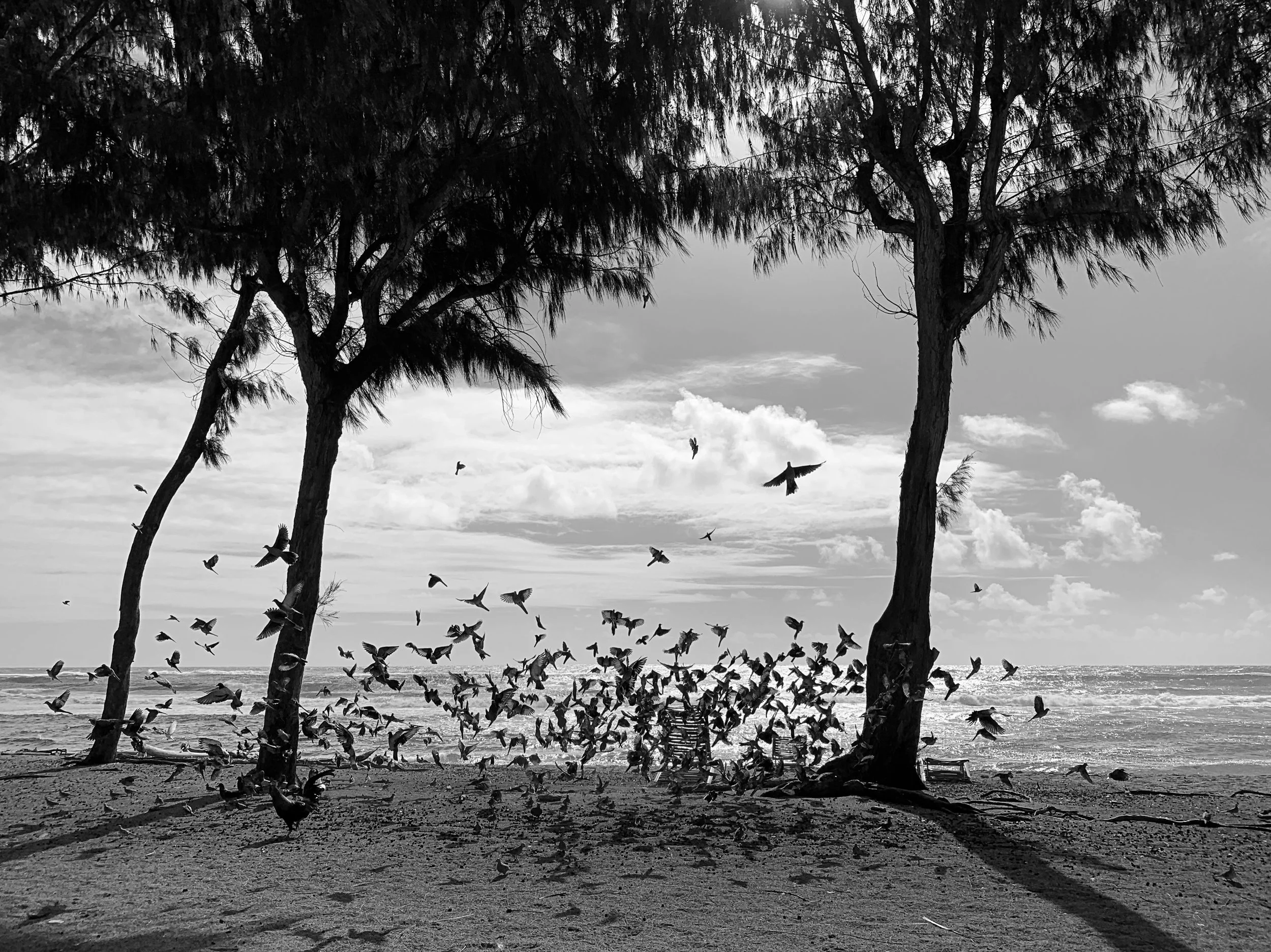 Episode 165: AI and Photography from WWDC