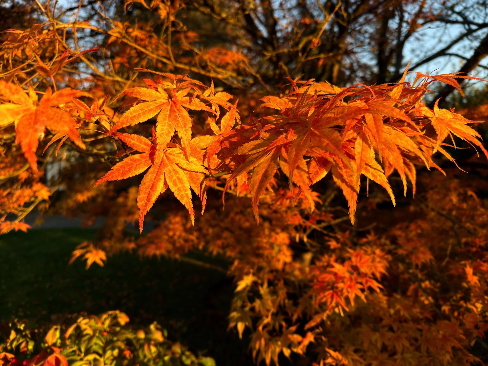 Episode 173: iPhone Photo File Formats