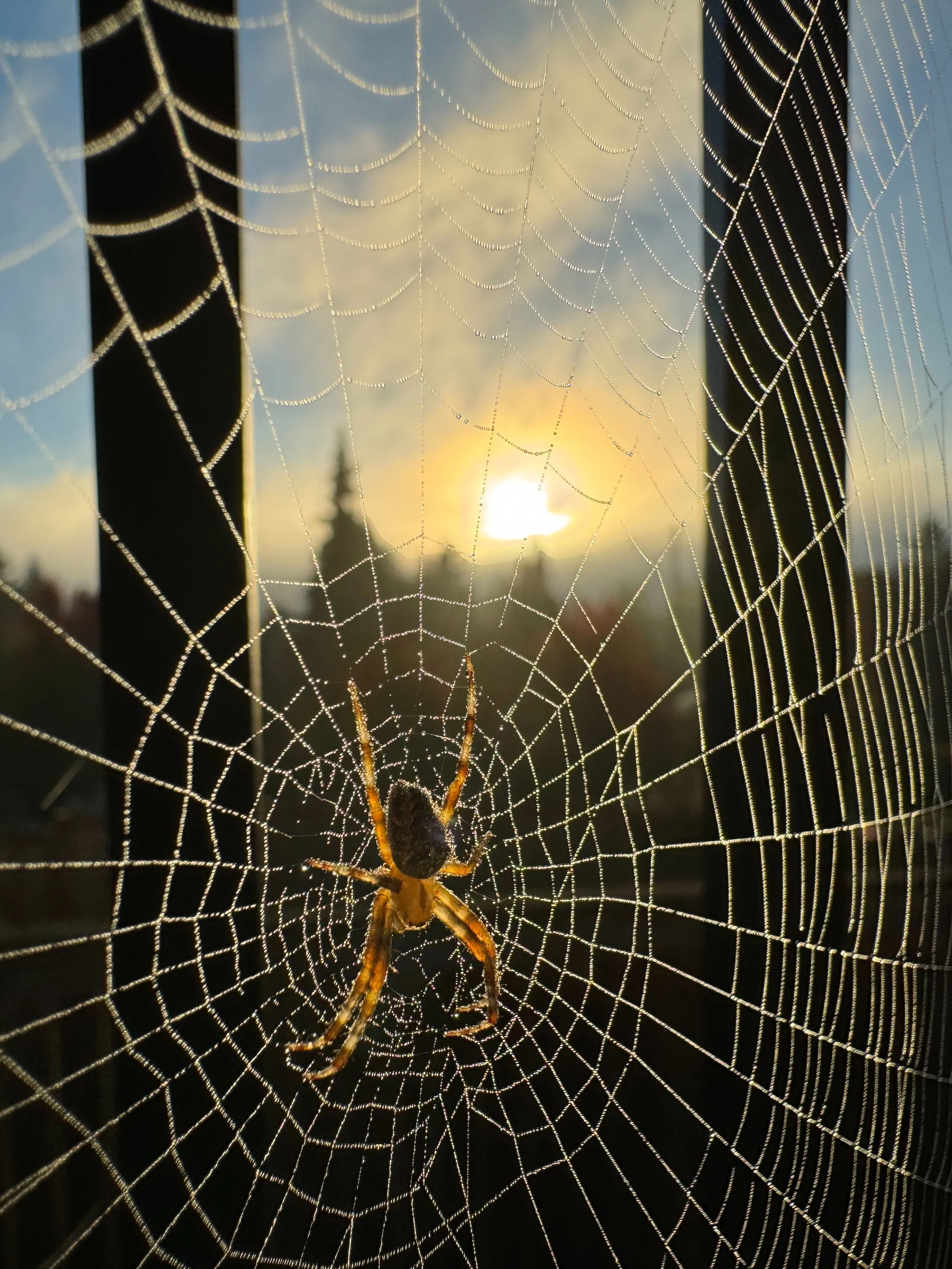 A spider in its web in the morning