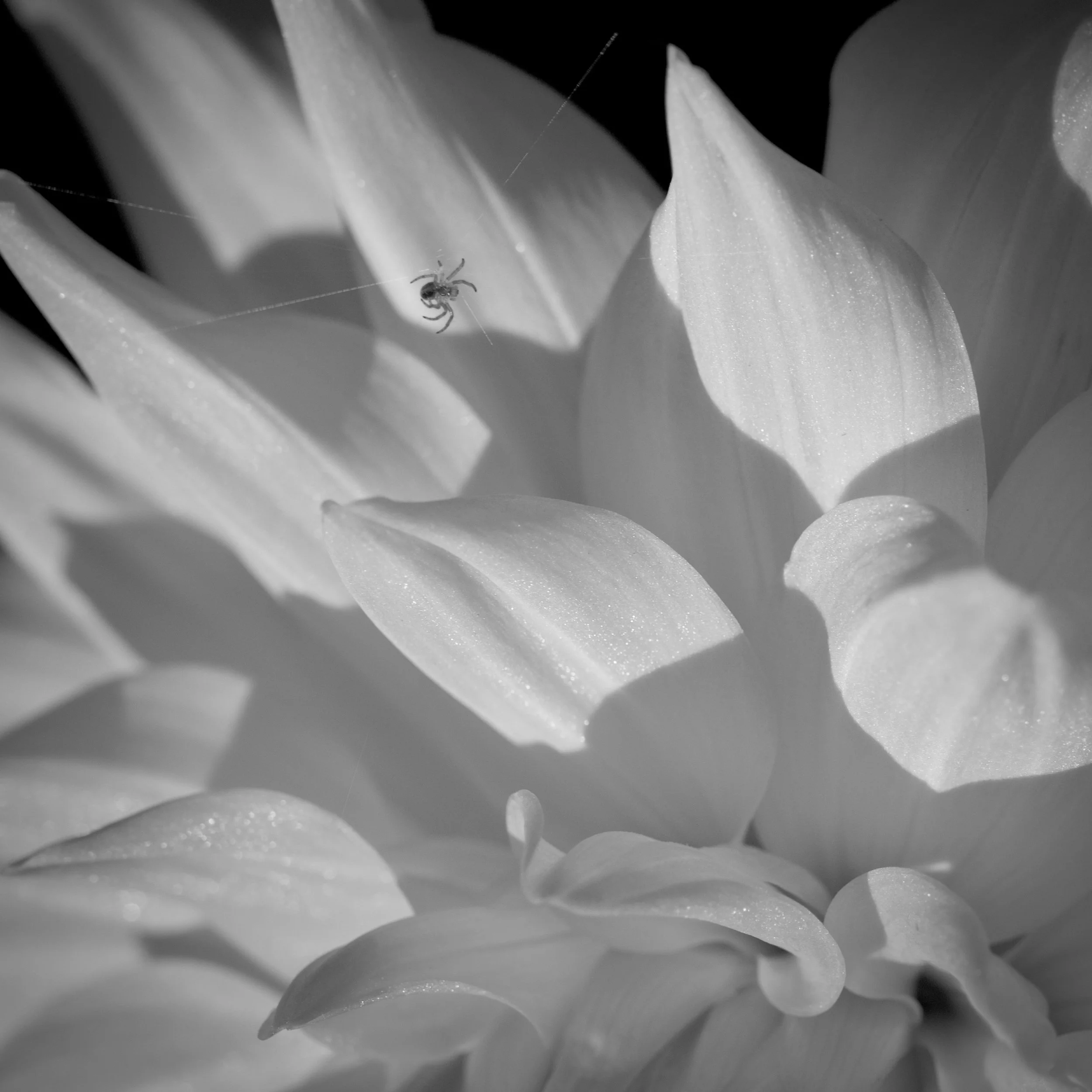 A spider navigates a web strand over flower petals