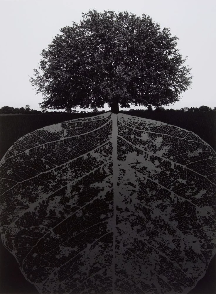 Poignant Pics no. 5 // E. E. McCollum