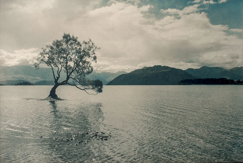 Cyanotype Exhibit // August 6–August 27, 2016