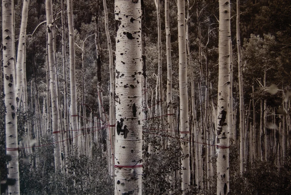 Diffusion 2014 Results: The Matter of Light