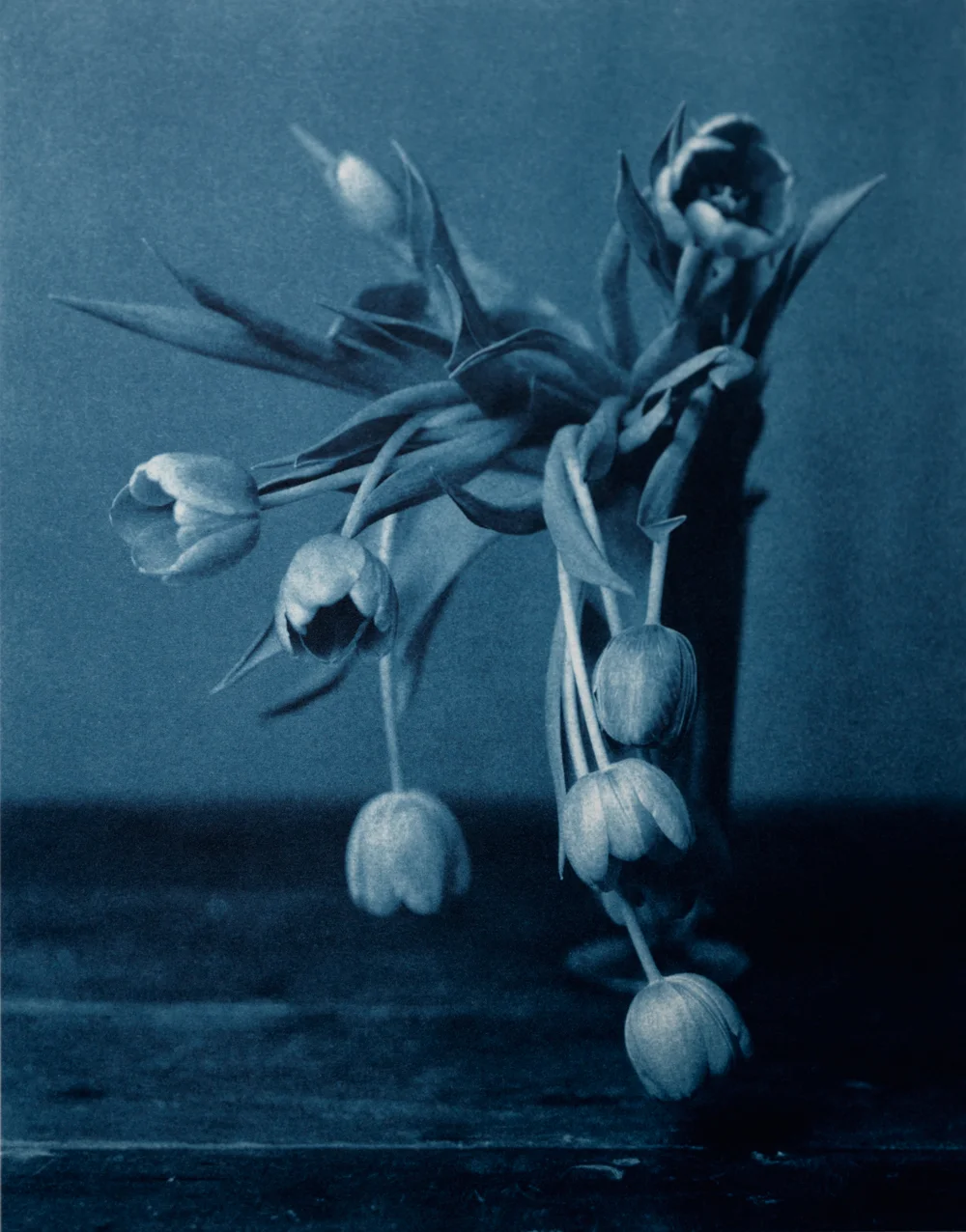John Dugdale // Mourning Tulips // Morton Street, N.Y.C. // 1999 // Cyanotype Print