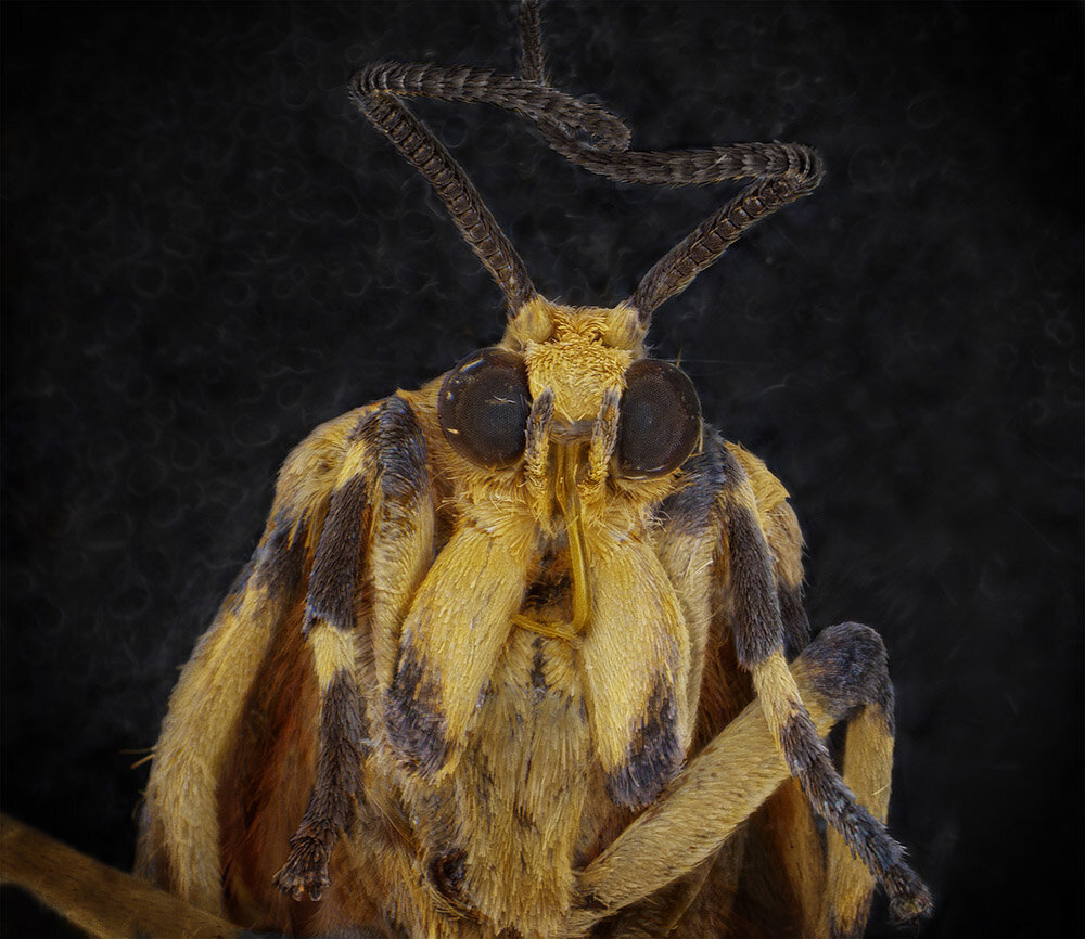 Scarlet Lichen Moth