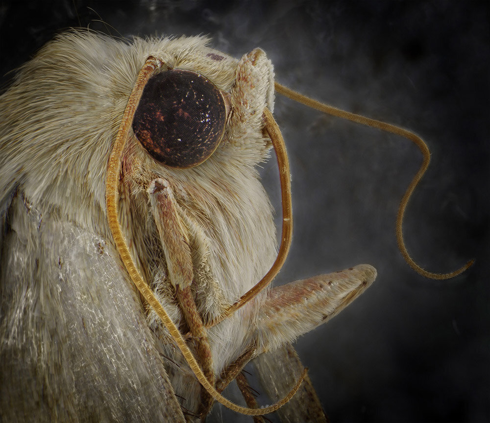 Owlet Moth