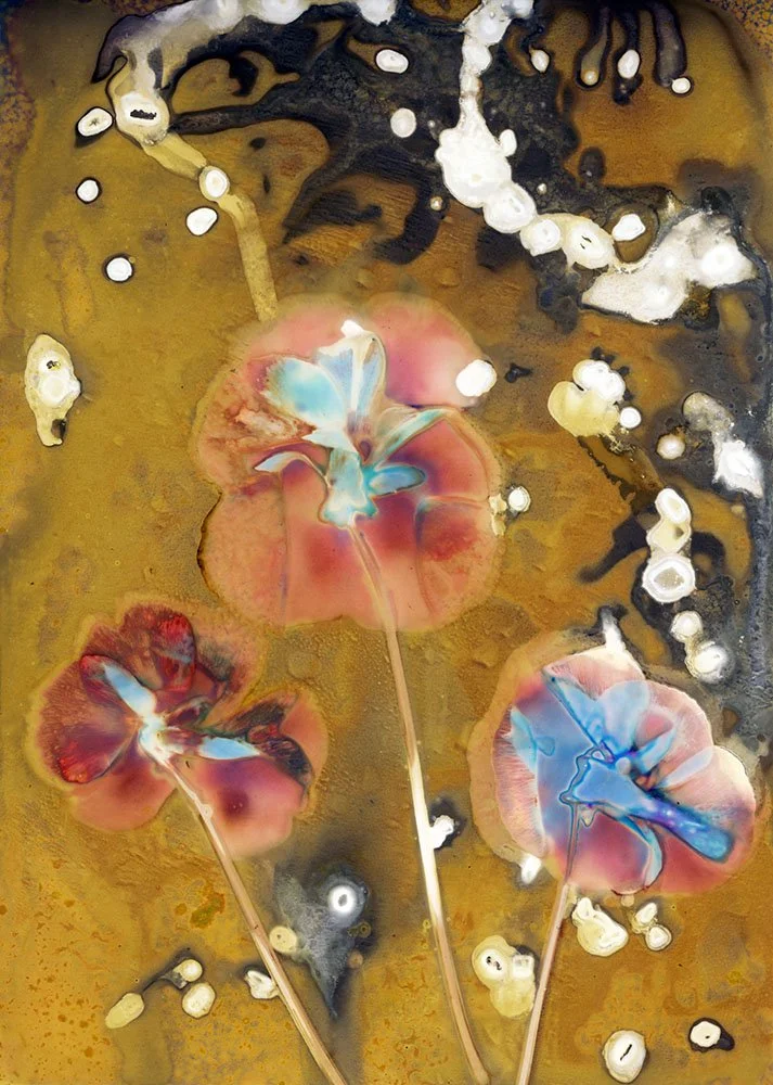 Poignant Pics no. 58: On Sarah Darke's “Pansies”