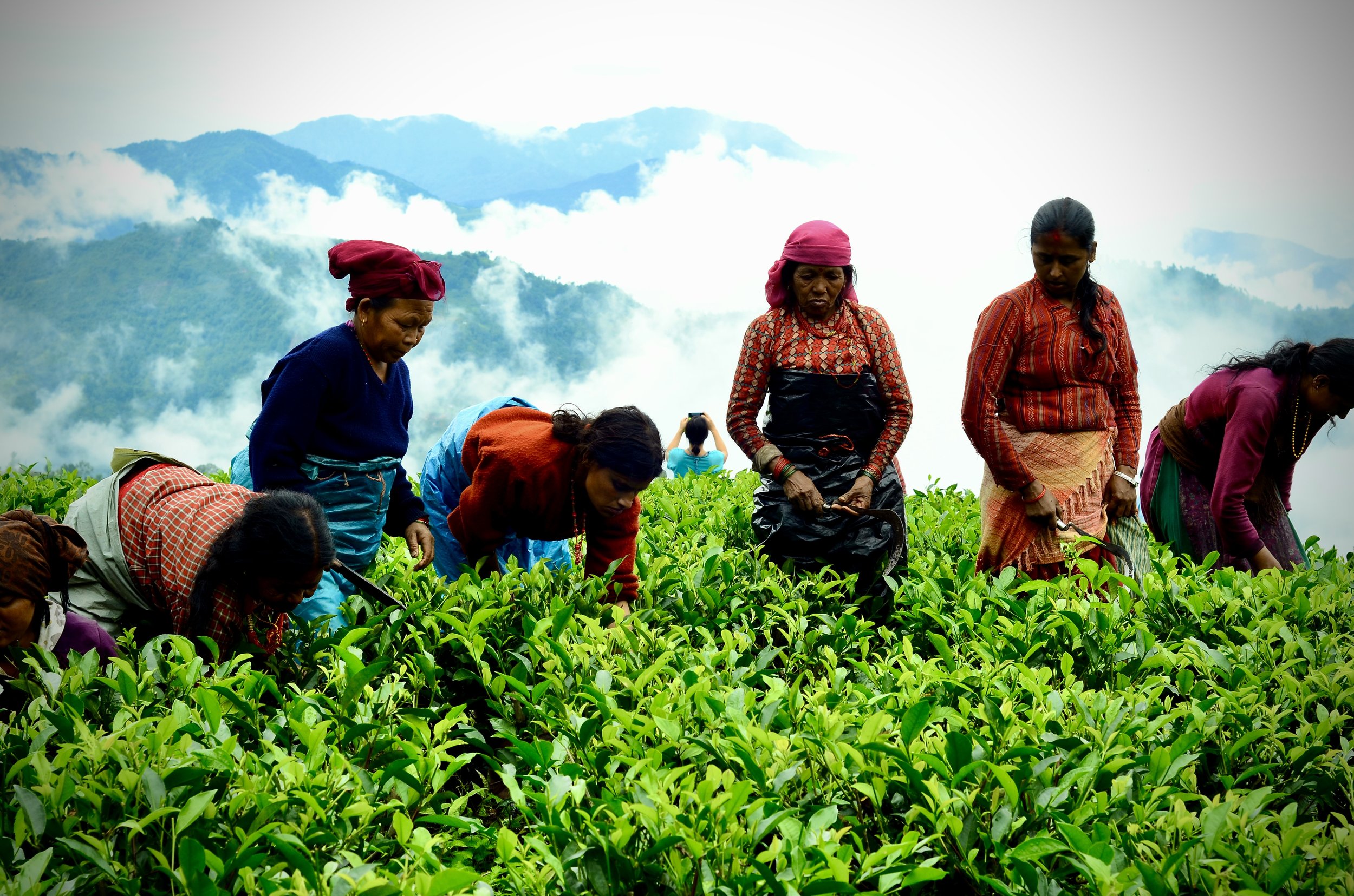 Copy of JAI_3471 2.jpg