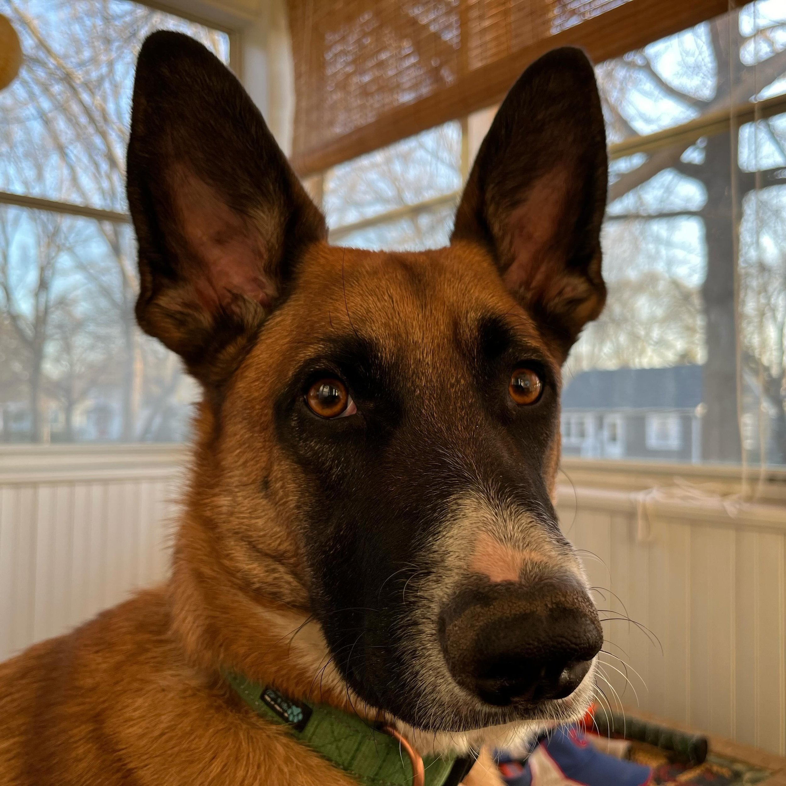 Smokes thinks he makes a great 50lb lapdog. 

#rescuedog #ndlbrescue #dogsofinstagram #lapdog #shopdog #lazysunday