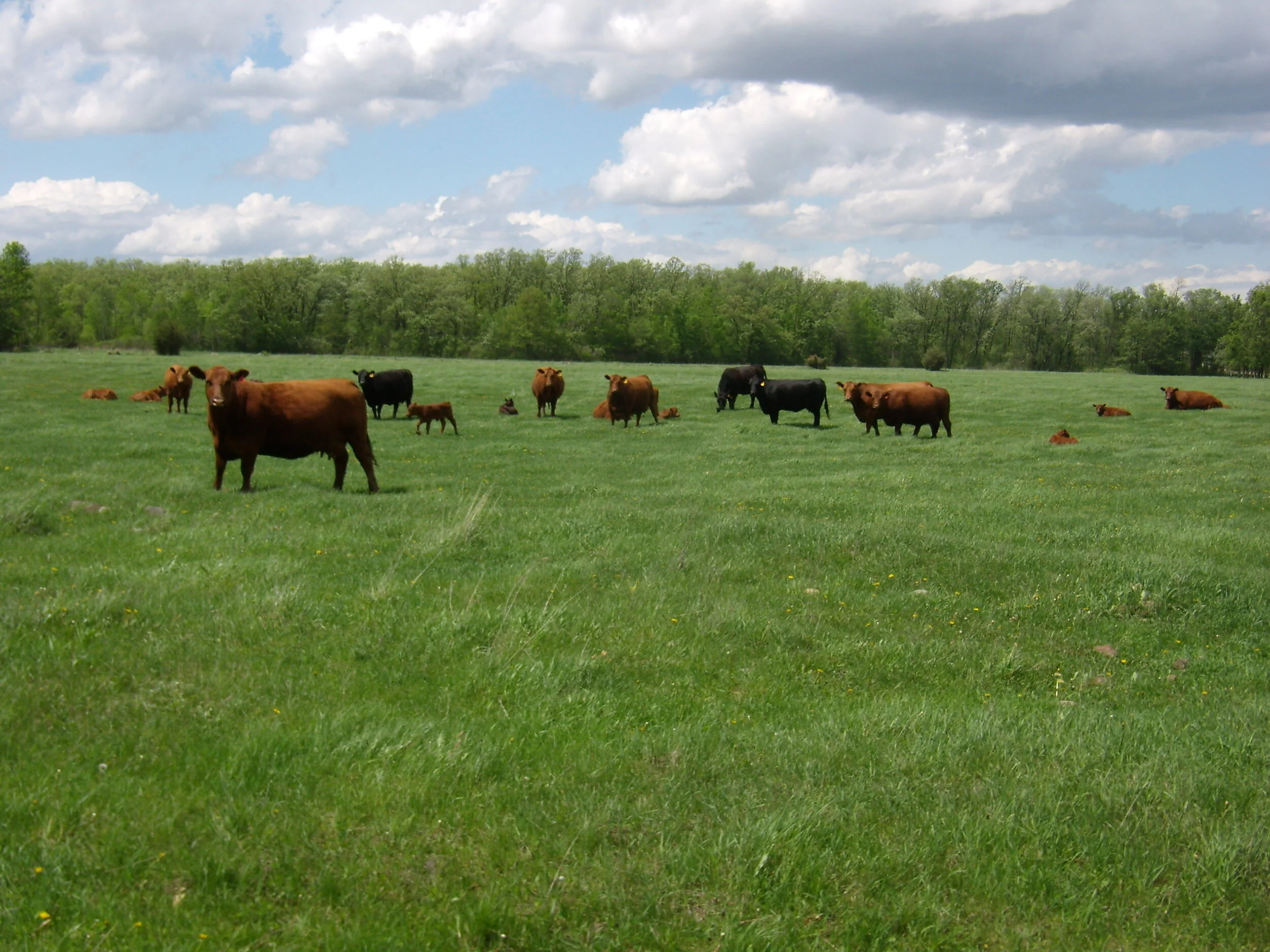 Soil Health Field Day at Maple Grove Farms