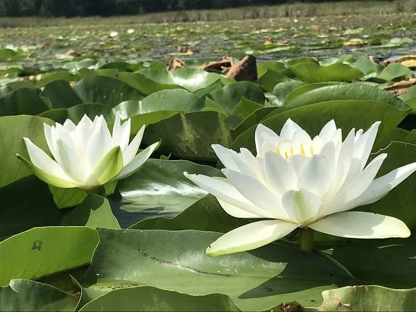 Oxford Township Fall Fest