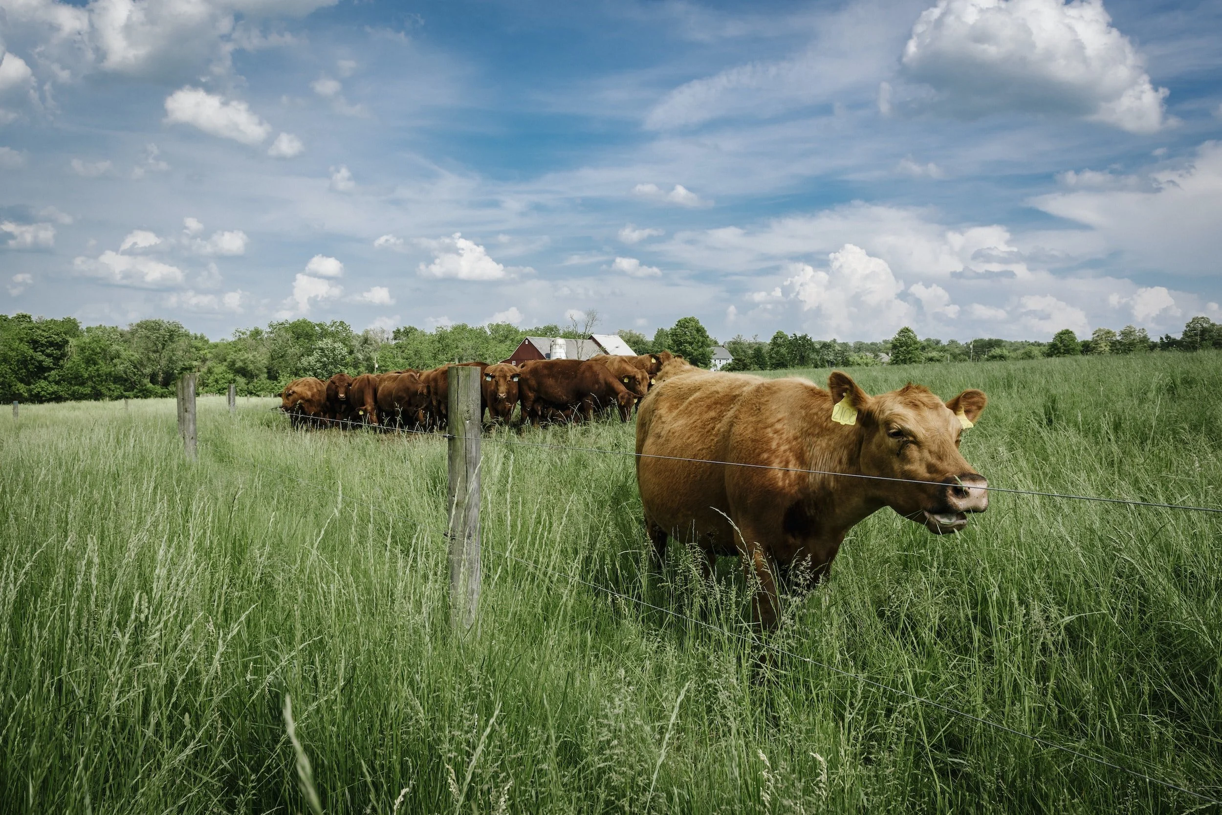 Virtual Beef Winter Workshop