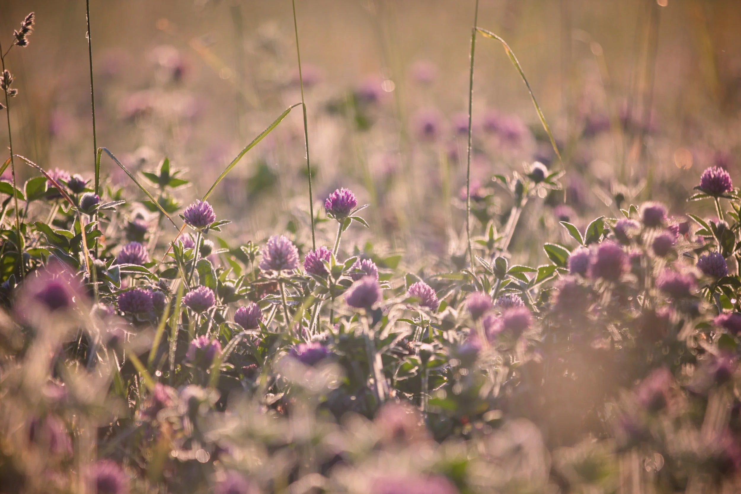 Bee Lawns and Lawn Alternatives Workshop