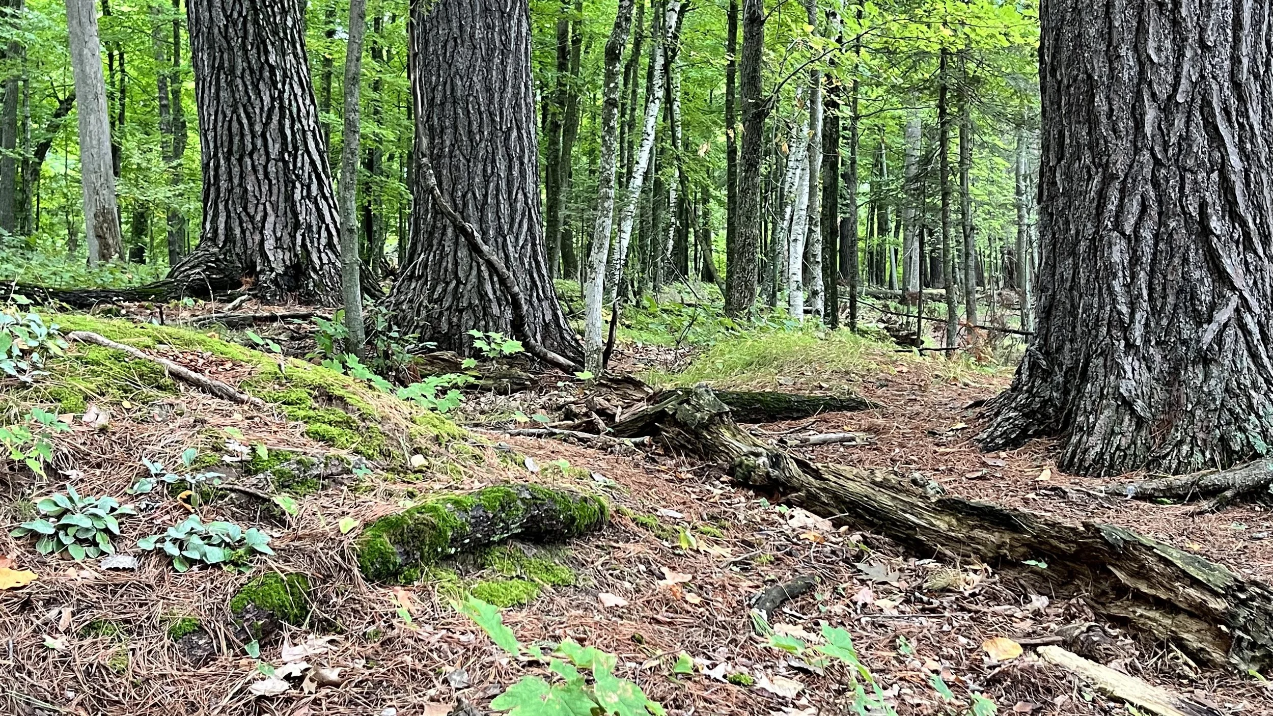 Managing Woodlands for Resiliency