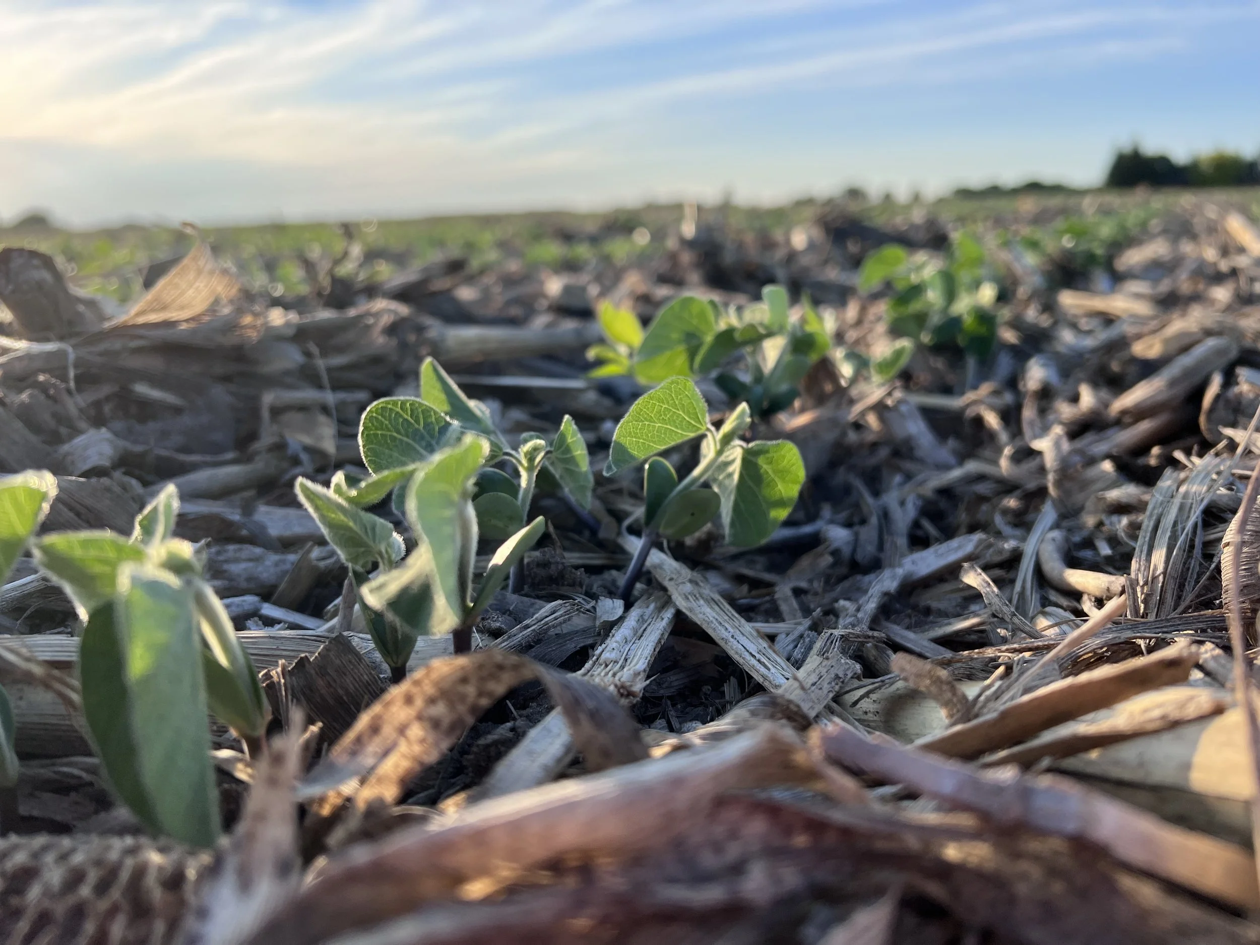 Soil Solutions: Improving Farm Productivity through Healthy Soil Field Day