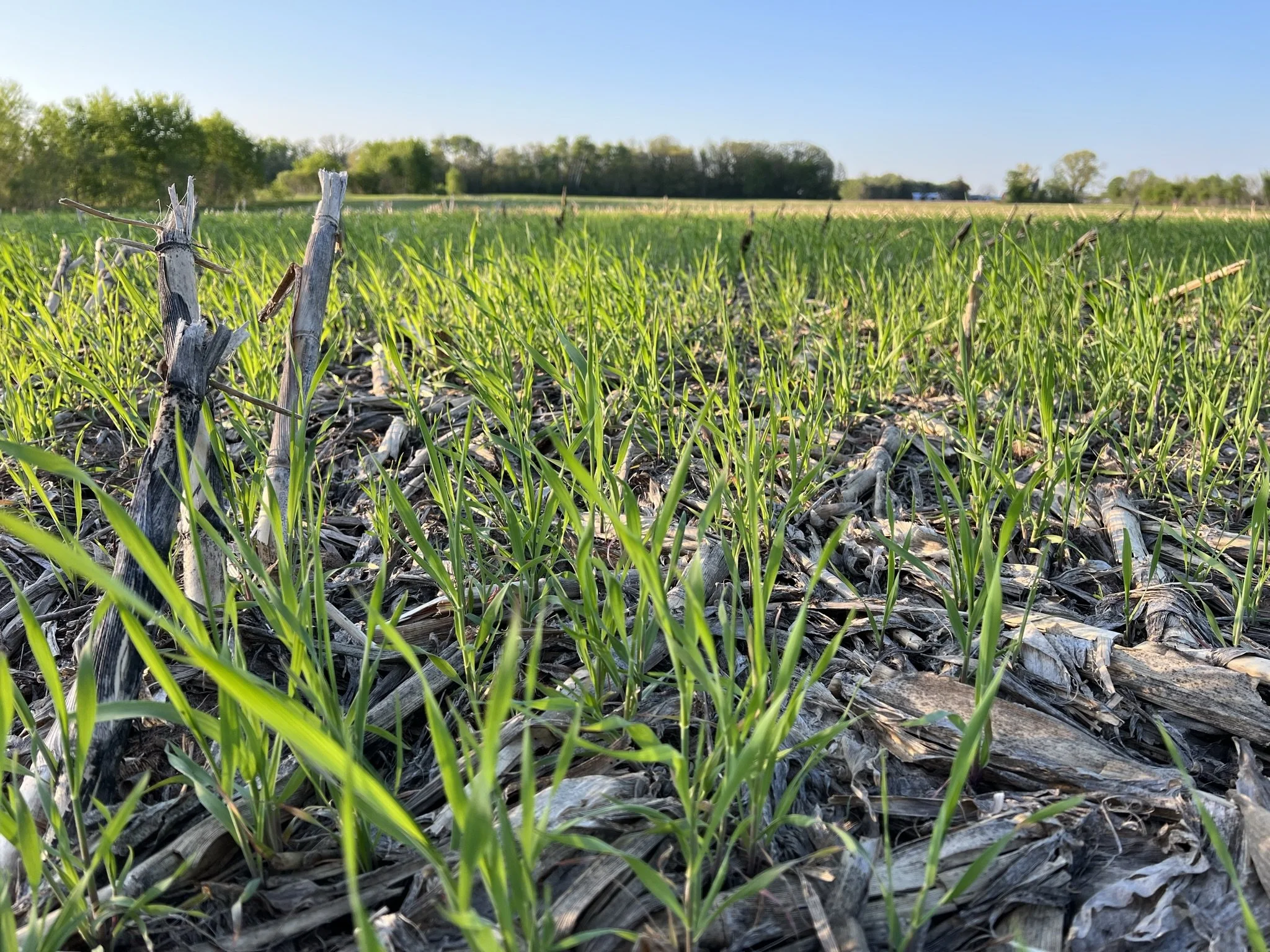 Talking Dirt About Soil - Field Day