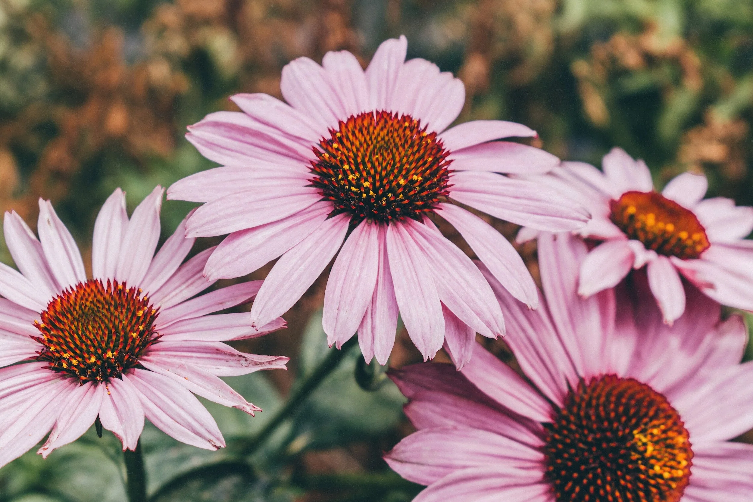 POLLINATOR PLANTING EVENT AT LAKE ELMO PARK RESERVE