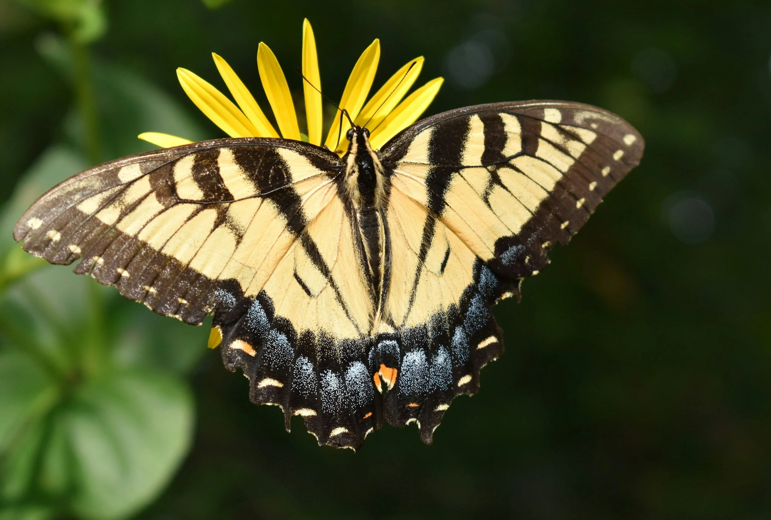 Meet your pollinators webinar series (pt 3): Presented by UMN Extension