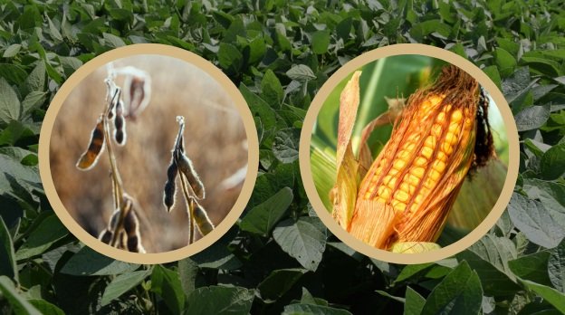 East Central Minnesota Corn and Soybean Conference