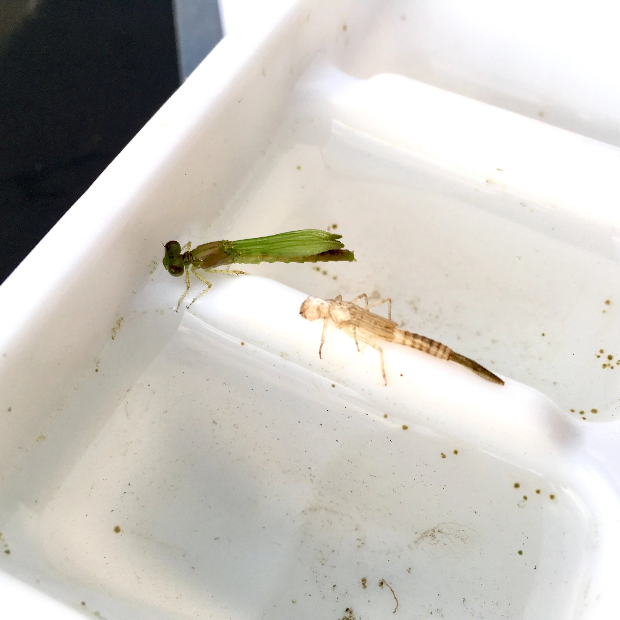Bugged Out Water! Parent/Child Event (Forest Lake)