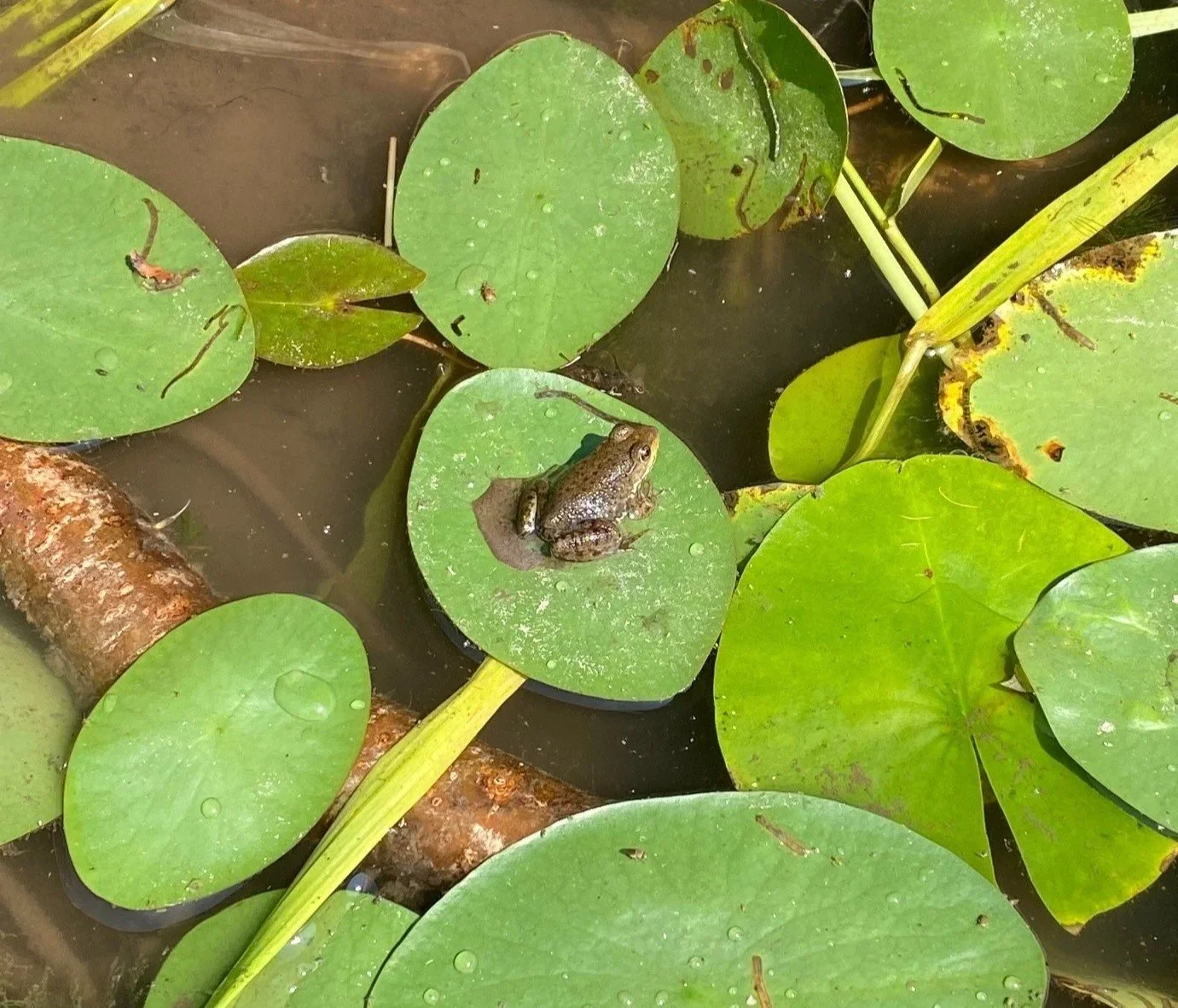 Critter Quest at Carver Lake (Woodbury)