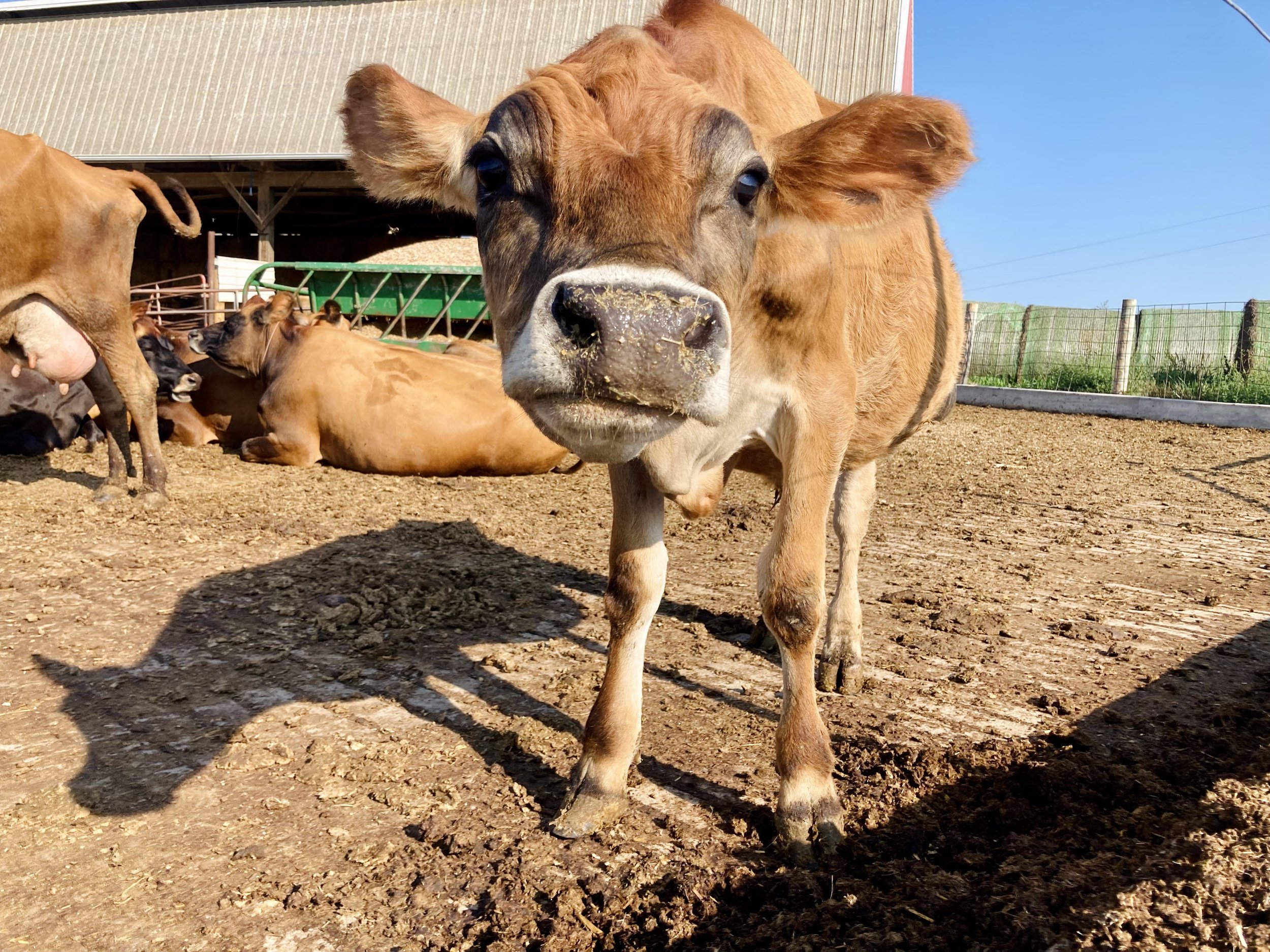 Conservation Conversations: Livestock